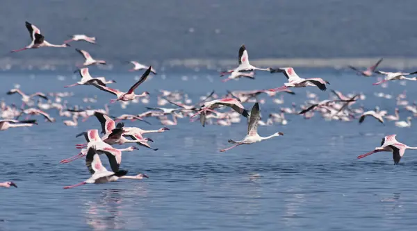 Afryki, Kenii, jezioro Bogoria rezerwy krajowej, flamingi w jeziorze — Zdjęcie stockowe