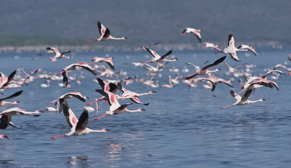 Afryki, Kenii, jezioro Bogoria rezerwy krajowej, flamingi w jeziorze — Zdjęcie stockowe