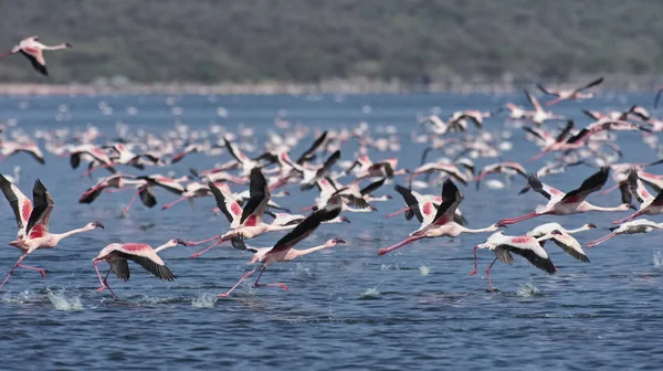 Afryki, Kenii, jezioro Bogoria rezerwy krajowej, flamingi w jeziorze — Zdjęcie stockowe