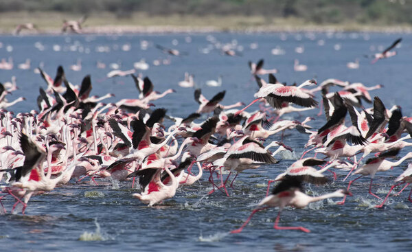 Африка, Кения, национальный заповедник "Озеро Богория", фламинго в озере
