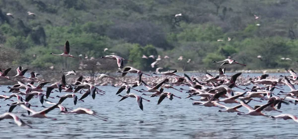 Afrika, Kenia, Lake Bogoria National Reserve, Flamingos im See — Stockfoto