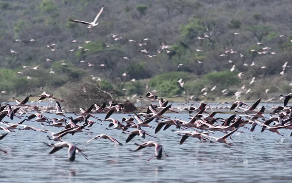 Afryki, Kenii, jezioro Bogoria rezerwy krajowej, flamingi w jeziorze — Zdjęcie stockowe