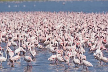 Afrika, Kenya, Gölü Bogoria National Reserve, flamingolar göle