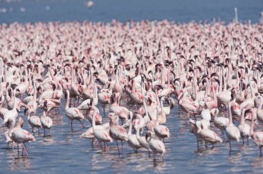 Afrika, Kenya, Gölü Bogoria National Reserve, flamingolar göle