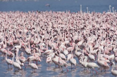 Afrika, Kenya, Gölü Bogoria National Reserve, flamingolar göle
