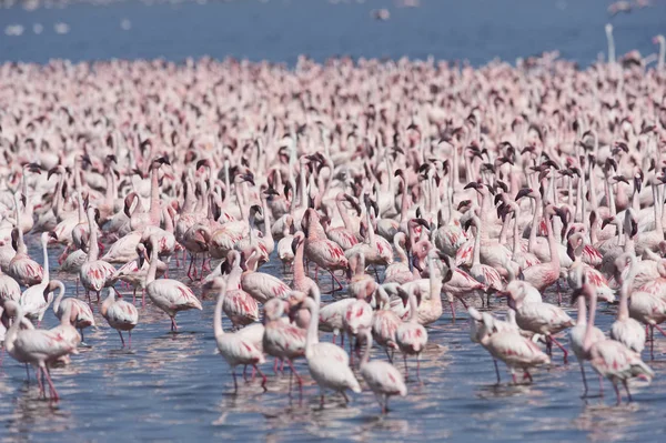 アフリカの湖で、湖のボゴリアの国立保護区は、ケニア フラミンゴ — ストック写真