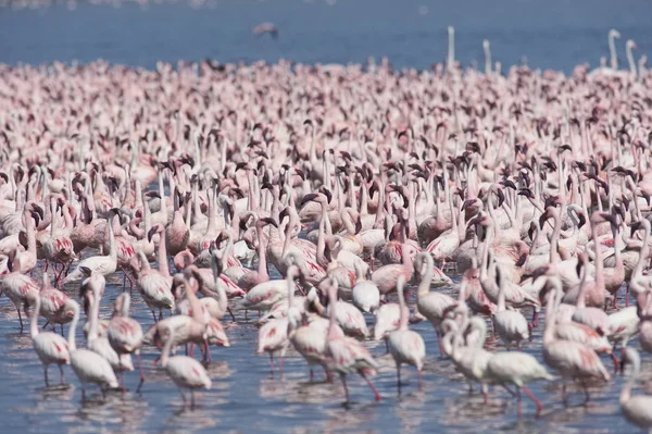 Afryki, Kenii, jezioro Bogoria rezerwy krajowej, flamingi w jeziorze — Zdjęcie stockowe