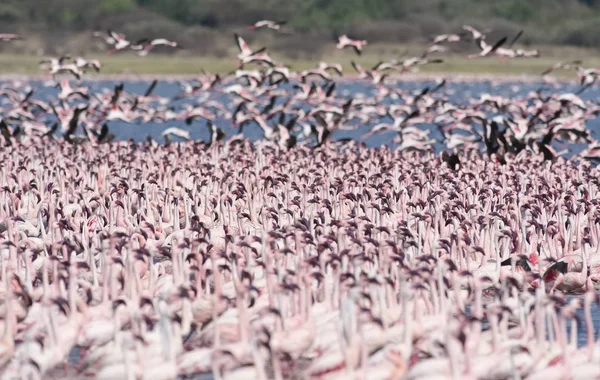 Afryki, Kenii, jezioro Bogoria rezerwy krajowej, flamingi w jeziorze — Zdjęcie stockowe
