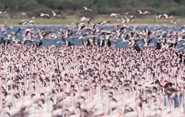 AFRICA, KENYA, Lake Bogoria National Reserve, flamingos in the lake