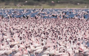 Afrika, Kenya, Gölü Bogoria National Reserve, flamingolar göle