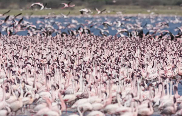 AFRICA, KENYA, Lake Bogoria National Reserve, flamingos in the lake