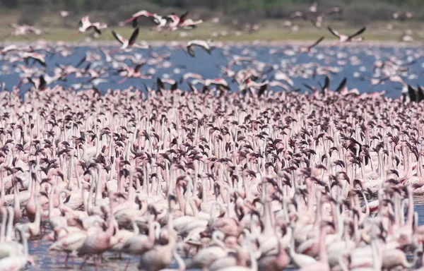 Afryki, Kenii, jezioro Bogoria rezerwy krajowej, flamingi w jeziorze — Zdjęcie stockowe