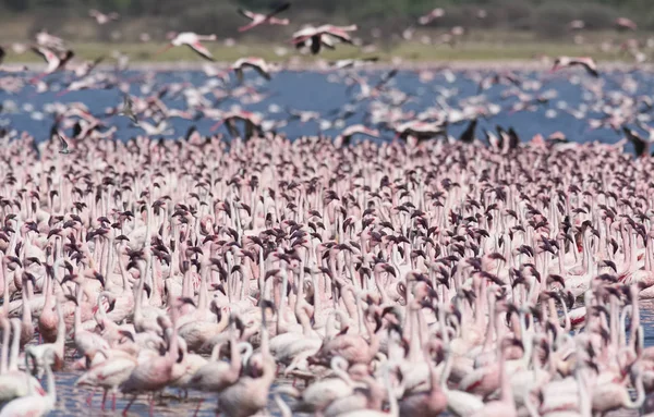 AFRICA, KENYA, Lake Bogoria National Reserve, flamingos in the lake