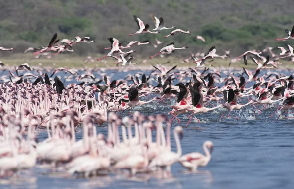 Afryki, Kenii, jezioro Bogoria rezerwy krajowej, flamingi w jeziorze — Zdjęcie stockowe