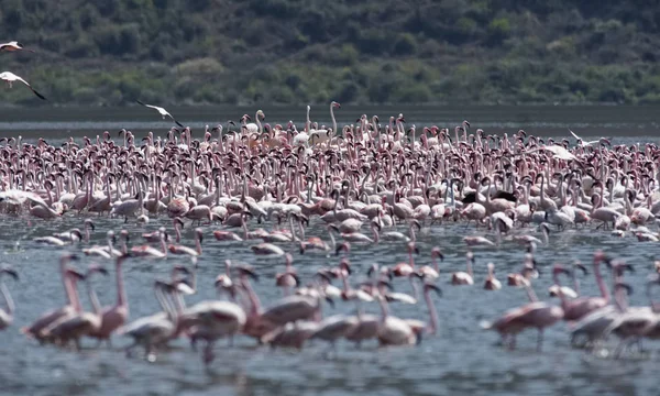 Afryki, Kenii, jezioro Bogoria rezerwy krajowej, flamingi w jeziorze — Zdjęcie stockowe