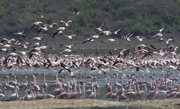 Afrika, Kenia, Lake Bogoria National Reserve, Flamingos im See — Stockfoto