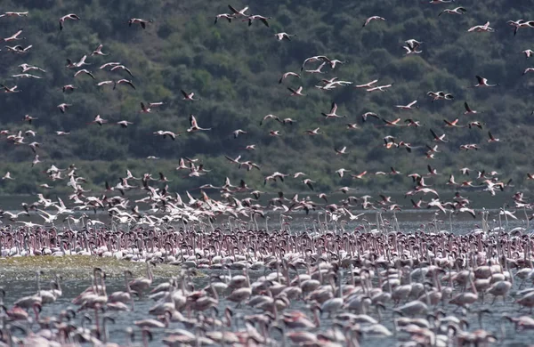 Afryki, Kenii, jezioro Bogoria rezerwy krajowej, flamingi w jeziorze — Zdjęcie stockowe