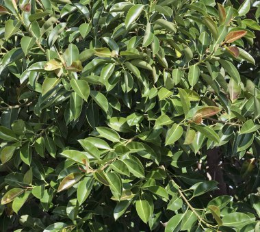İtalya, Sicilya, Akdeniz ficus ağacında (ficus robusta) bir Bahçe