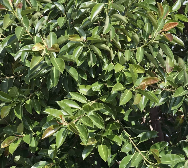 Italy, Sicily, mediterranean Ficus tree (Ficus robusta) in a garden