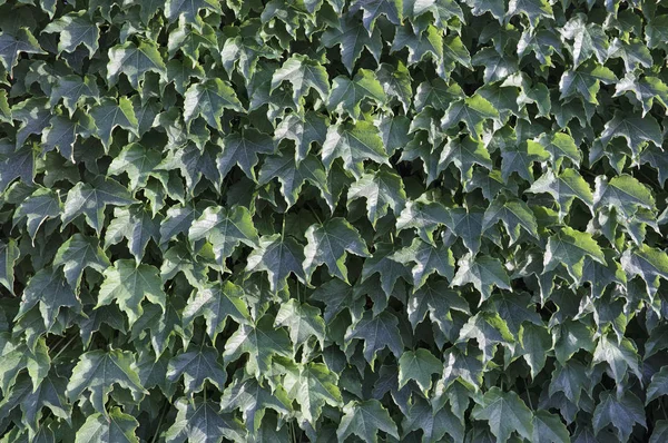 Italien, murgröna blad i en trädgård — Stockfoto