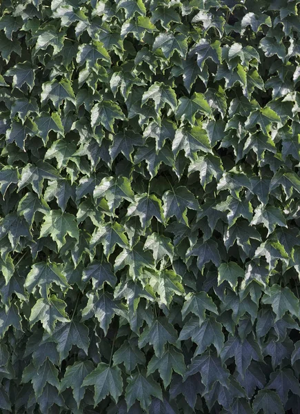 Italien, murgröna blad i en trädgård — Stockfoto
