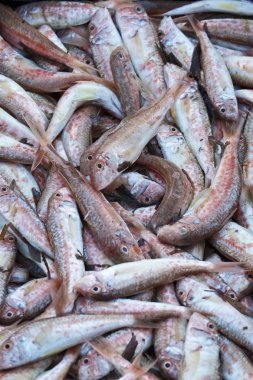 İtalya, Sicilya, taze Akdeniz kırmızı Kefal (Mullus surmuletus) yerel bir pazarda Satılık