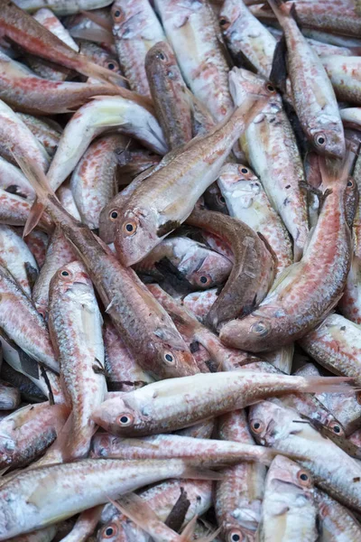 Italy, Sicily, fresh Mediterranean red mullets (Mullus surmuletus) for sale in a local market — Stock Photo, Image