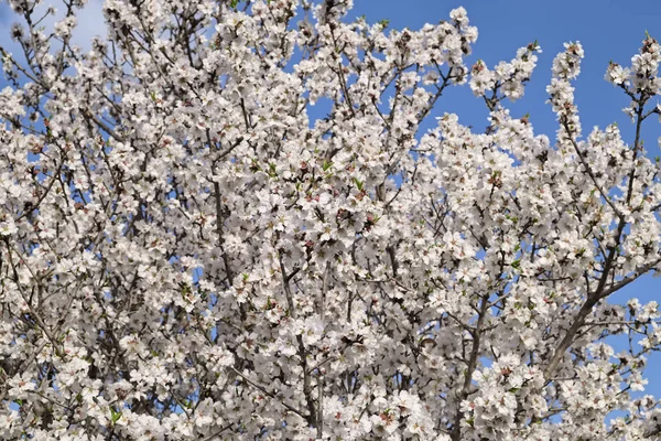 Itália, Sicília, campo, flor de amendoeira na primavera — Fotografia de Stock