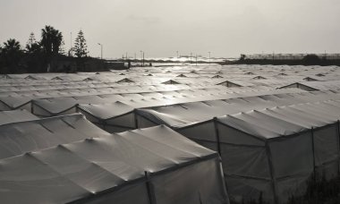 İtalya, Sicilya, kırsal (Ragusa eyaletinde), seralarda domates ekimi