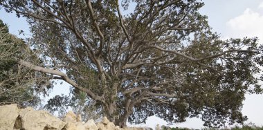 İtalya, Sicilya, kırsal (Ragusa eyaletinde), büyük Manolya ağaçları yakınındaki taş çiftlik evi