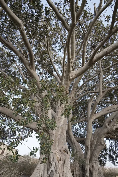 이탈리아, 시 실리, 시골 (Ragusa 지방), 거 대 한 목련 나무 돌 농장 집 근처 — 스톡 사진