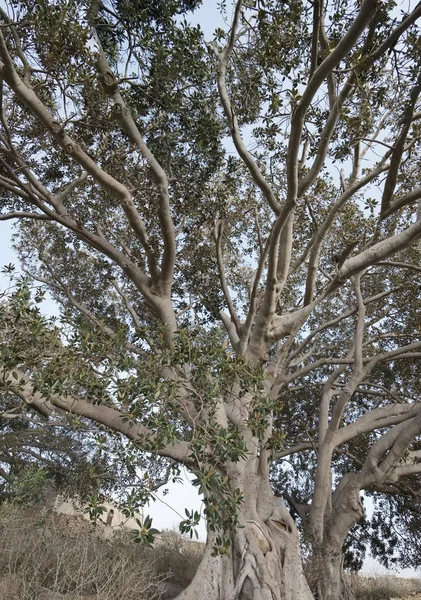 Olaszország, Szicília, vidéken (Ragusa megye), hatalmas magnólia fa, egy kő parasztház közelében — Stock Fotó