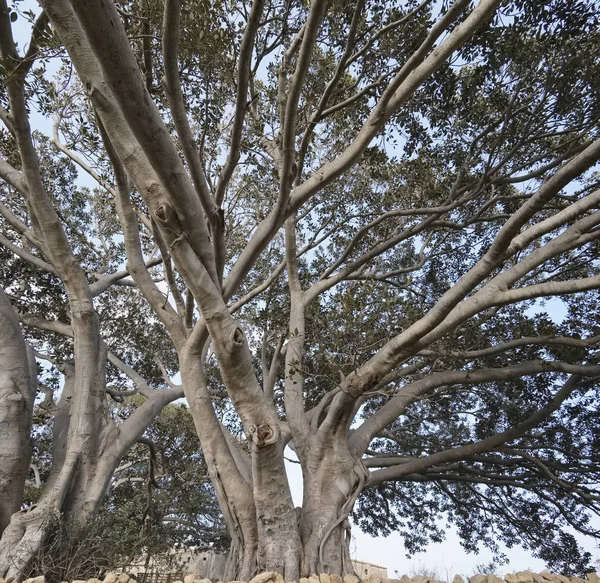 Itálie, Sicílie, venkov (provincie Ragusa), obrovské magnolie strom v blízkosti kamenný statek — Stock fotografie