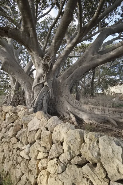 이탈리아, 시 실리, 시골 (Ragusa 지방), 거 대 한 목련 나무의 뿌리 근처 돌 농장 집 — 스톡 사진