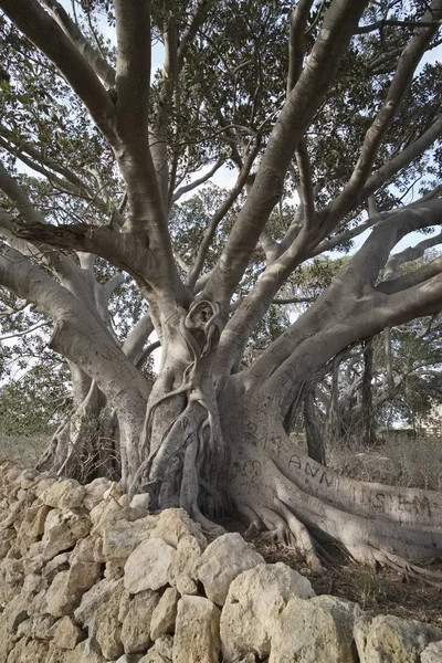 Olaszország, Szicília, vidéken (Ragusa megye), a gyökerei a hatalmas magnolia fa közelében egy kő parasztház — Stock Fotó