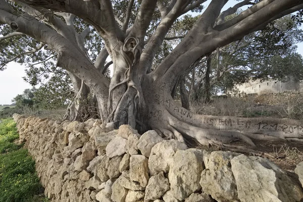 Olaszország, Szicília, vidéken (Ragusa megye), a gyökerei a hatalmas magnolia fa közelében egy kő parasztház — Stock Fotó