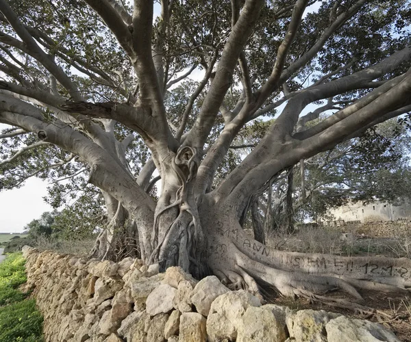 Olaszország, Szicília, vidéken (Ragusa megye), egy hatalmas magnolia fa gyökerei — Stock Fotó