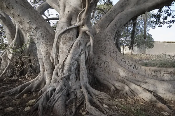 Itálie, Sicílie, venkov (provincie Ragusa), kořeny obrovské magnolie strom v blízkosti kamenný statek — Stock fotografie