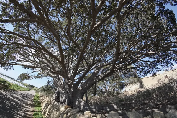 Olaszország, Szicília, vidéken (Ragusa megye), hatalmas magnólia fák közelében egy kő parasztház — Stock Fotó