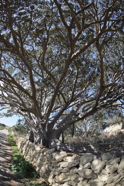 Itálie, Sicílie, venkov (provincie Ragusa), obrovské magnólií poblíž kamenný statek — Stock fotografie