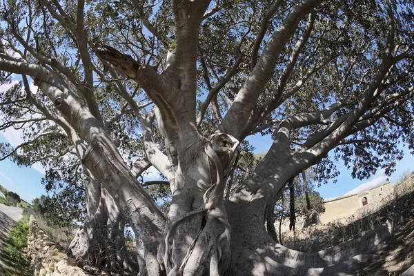 Italia, Sicilia, campo (provincia de Ragusa), enormes árboles de magnolia cerca de una granja de piedra — Foto de Stock