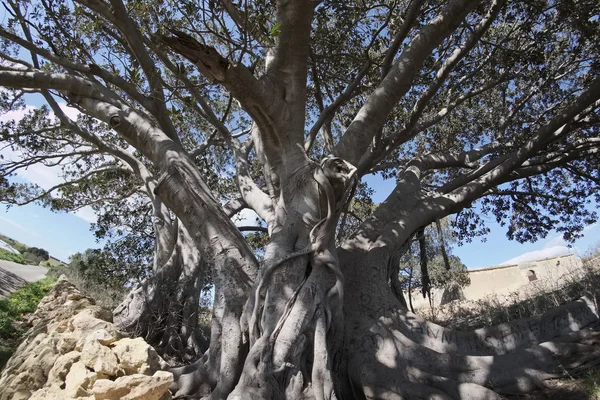 Italia, Sicilia, campo (provincia de Ragusa), enormes árboles de magnolia cerca de una granja de piedra — Foto de Stock