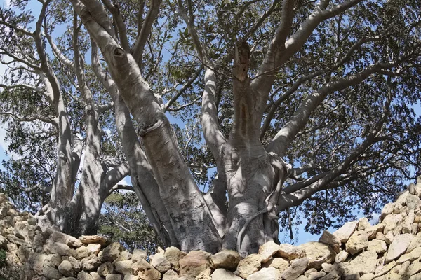Italien, Sicilien, landsbygden (provinsen Ragusa) enorma magnoliaträd nära en sten bondgård — Stockfoto