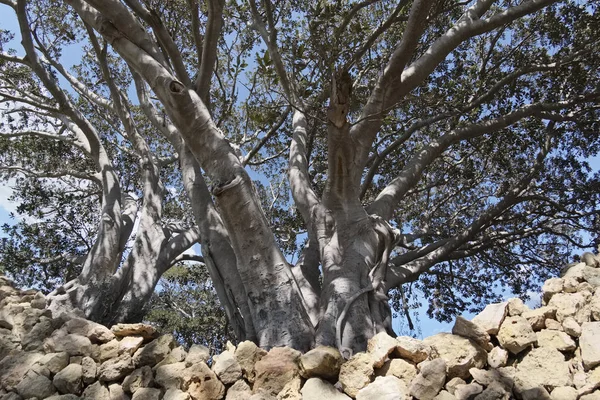 Italien, Sicilien, landsbygden (provinsen Ragusa) enorma magnoliaträd nära en sten bondgård — Stockfoto