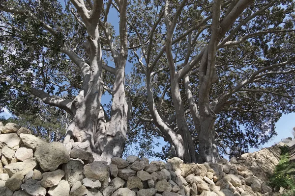 이탈리아, 시 실리, 시골 (Ragusa 지방), 거 대 한 목련 나무 돌 농장 집 근처 — 스톡 사진