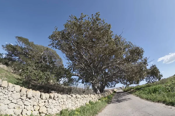 Włochy, Sycylia, wsi (Prowincja Ragusa), ogromną magnolii drzew w pobliżu Dom kamienia farmie — Zdjęcie stockowe