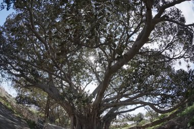 İtalya, Sicilya, kırsal (Ragusa eyaletinde), büyük Manolya ağaçları yakınındaki taş çiftlik evi