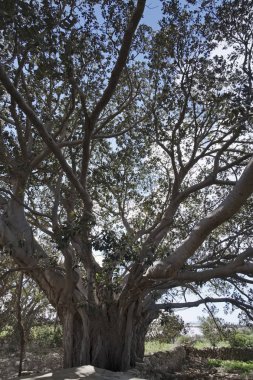 İtalya, Sicilya, kırsal (Ragusa eyaletinde), büyük Manolya ağaçları yakınındaki taş çiftlik evi