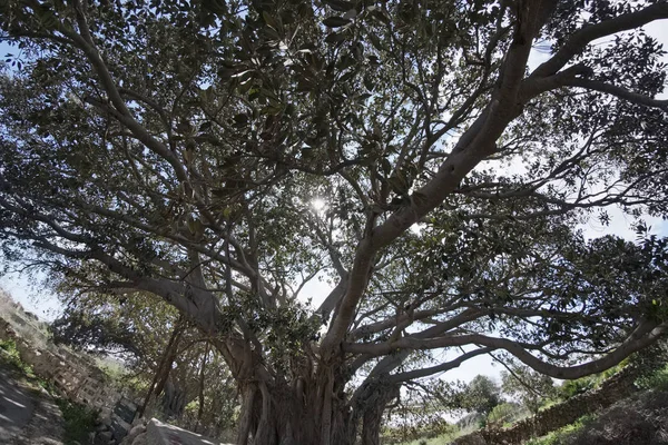 Италия, Сицилия, сельская местность (Ragusa Province), огромные деревья магнолии возле каменного фермерского дома — стоковое фото