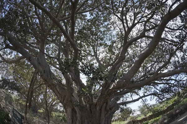 Italien, Sizilien, Landschaft (Provinz Ragusa), riesige Magnolienbäume in der Nähe eines steinernen Bauernhauses — Stockfoto